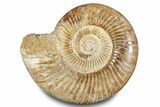 Polished Jurassic Ammonite (Perisphinctes) - Madagascar #283196-1